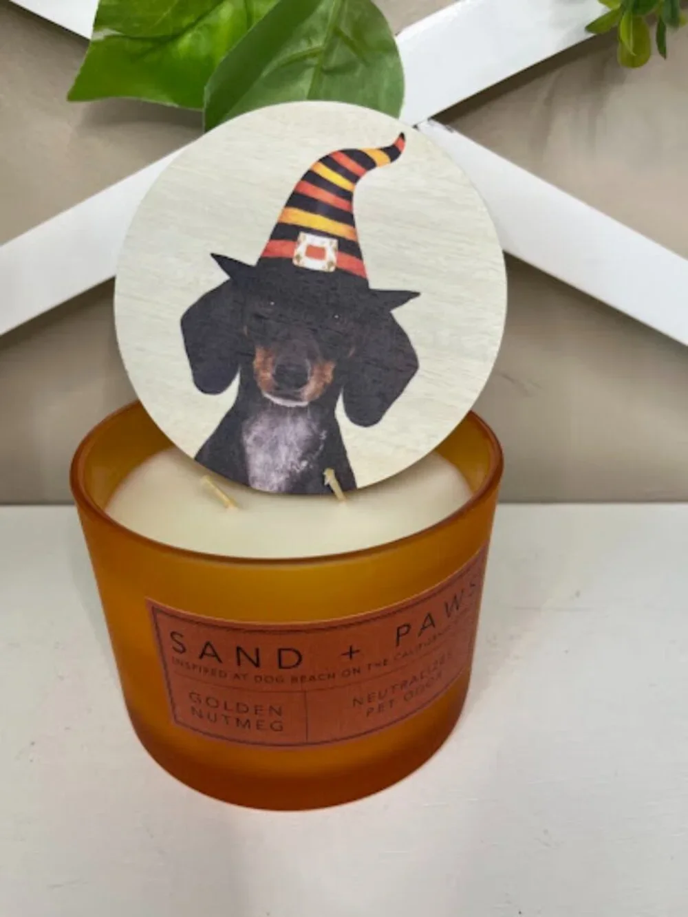 Sand and Paws 2 wick candle with cute Halloween Dachshund